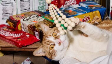 Cat Power: New York City’s Shop Cats Play With Spring Baubles