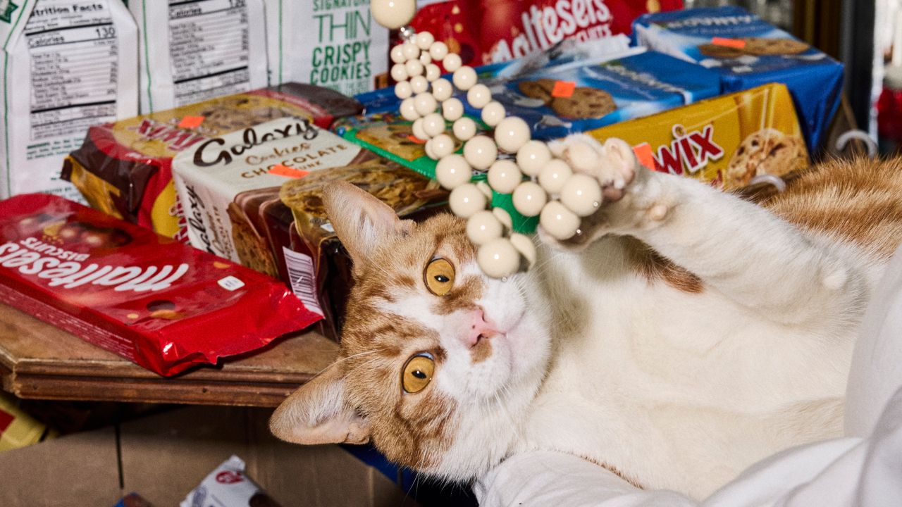 Cat Power: New York City’s Shop Cats Play With Spring Baubles