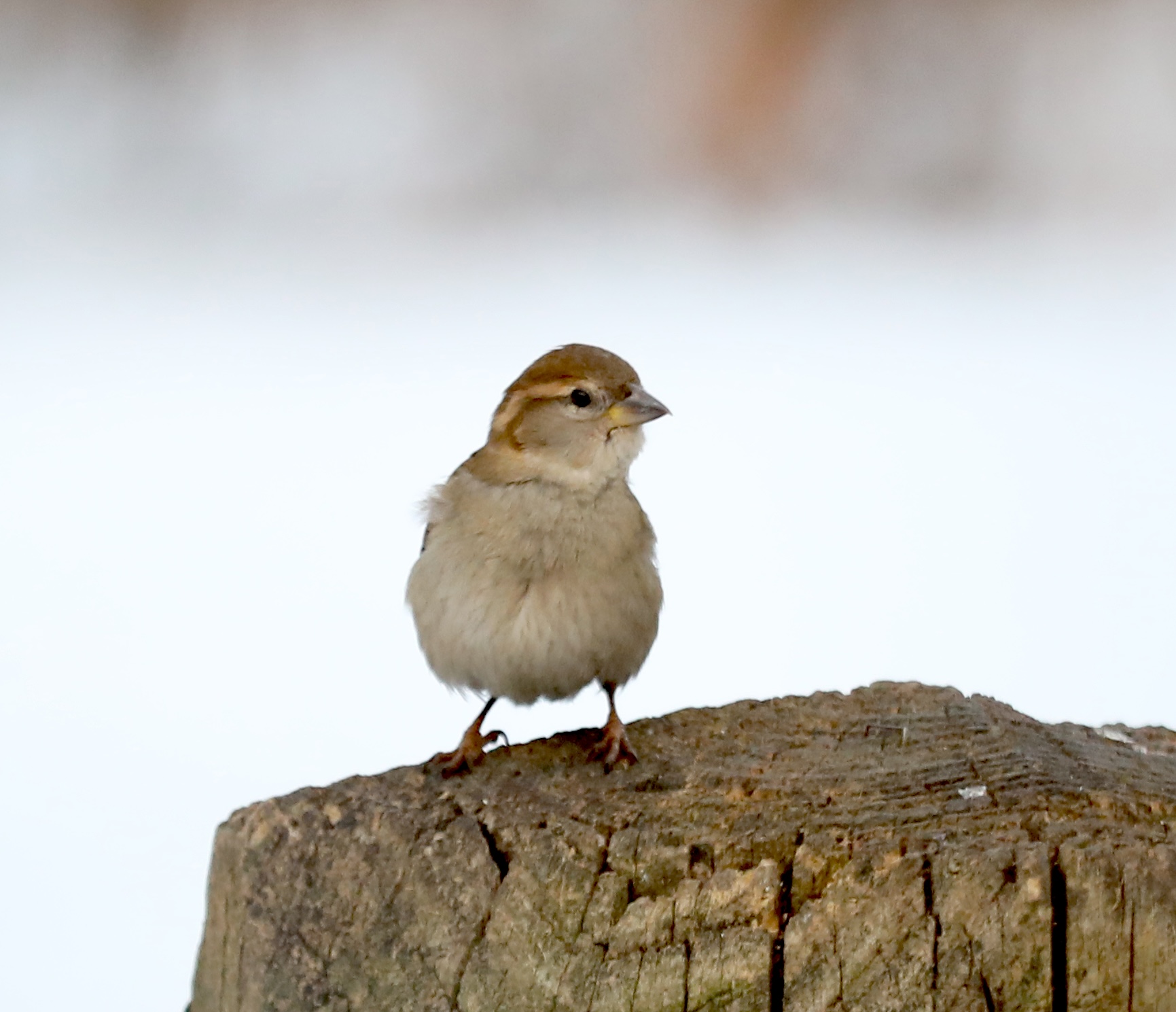 Many colorful visitors, such as this female House Sparrow, appeared during a 30-minute visit to the Conference House parking lot. (Advance/SILive.com | Jan Somma-Hammel)