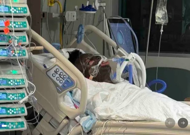 Thet Aung Oo (pictured) was badly injured in a fire on Dongan Ave. in Queens on Monday, Feb. 9, 2026, in New York City. (GoFundMe)