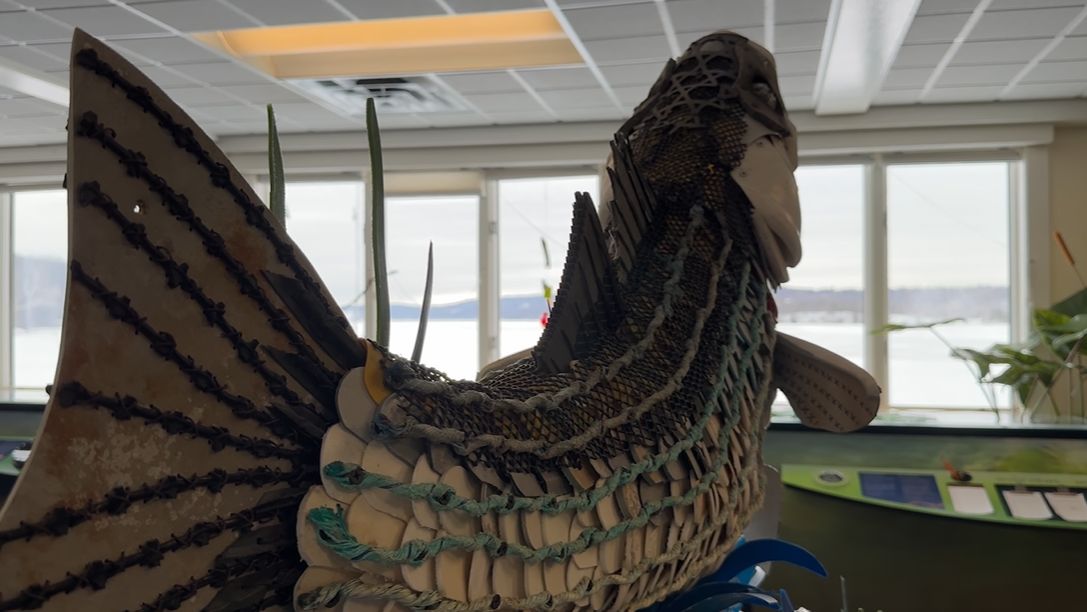 Decline in Hudson River Striped Bass reproduction