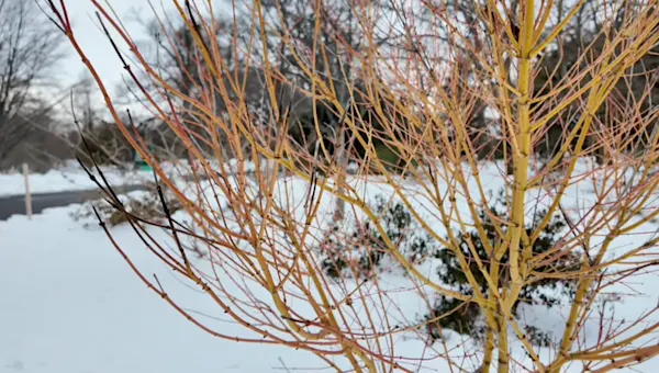 News 12 | Brooklyn | Late winter is the BEST time for a nature walk. Here's why