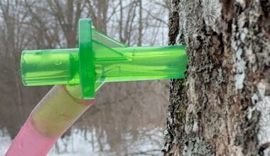 Cold temperatures critical for New York maple syrup season