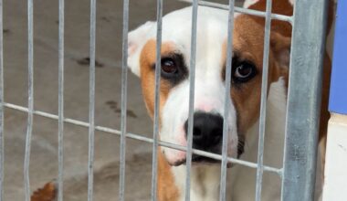 A dog in a shelter