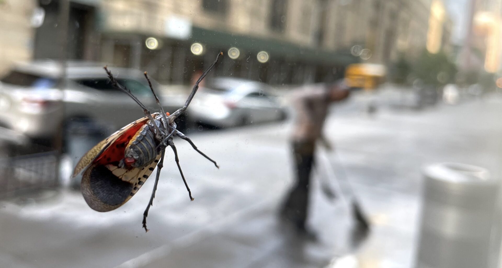 From Shanghai to Hell’s Kitchen — How Cities Made the Spotted Lanternfly a Survivor