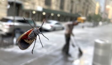 From Shanghai to Hell’s Kitchen — How Cities Made the Spotted Lanternfly a Survivor