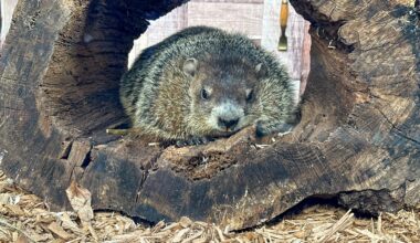 Staten Island Chuck is seen at the Staten Island Zoo in New York on Sunday, Feb. 2, 2025. (AP Photo/Ted Shaffrey)