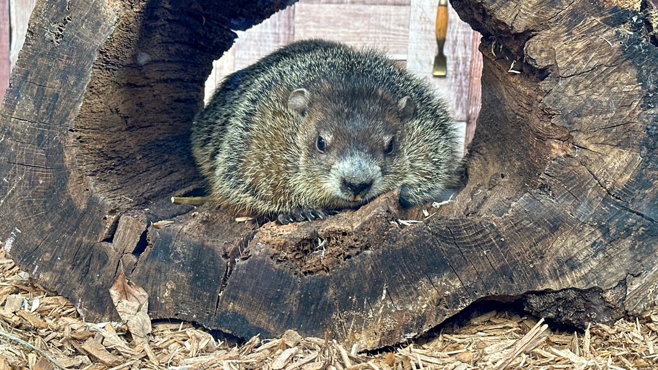 Staten Island Chuck is seen at the Staten Island Zoo in New York on Sunday, Feb. 2, 2025. (AP Photo/Ted Shaffrey)
