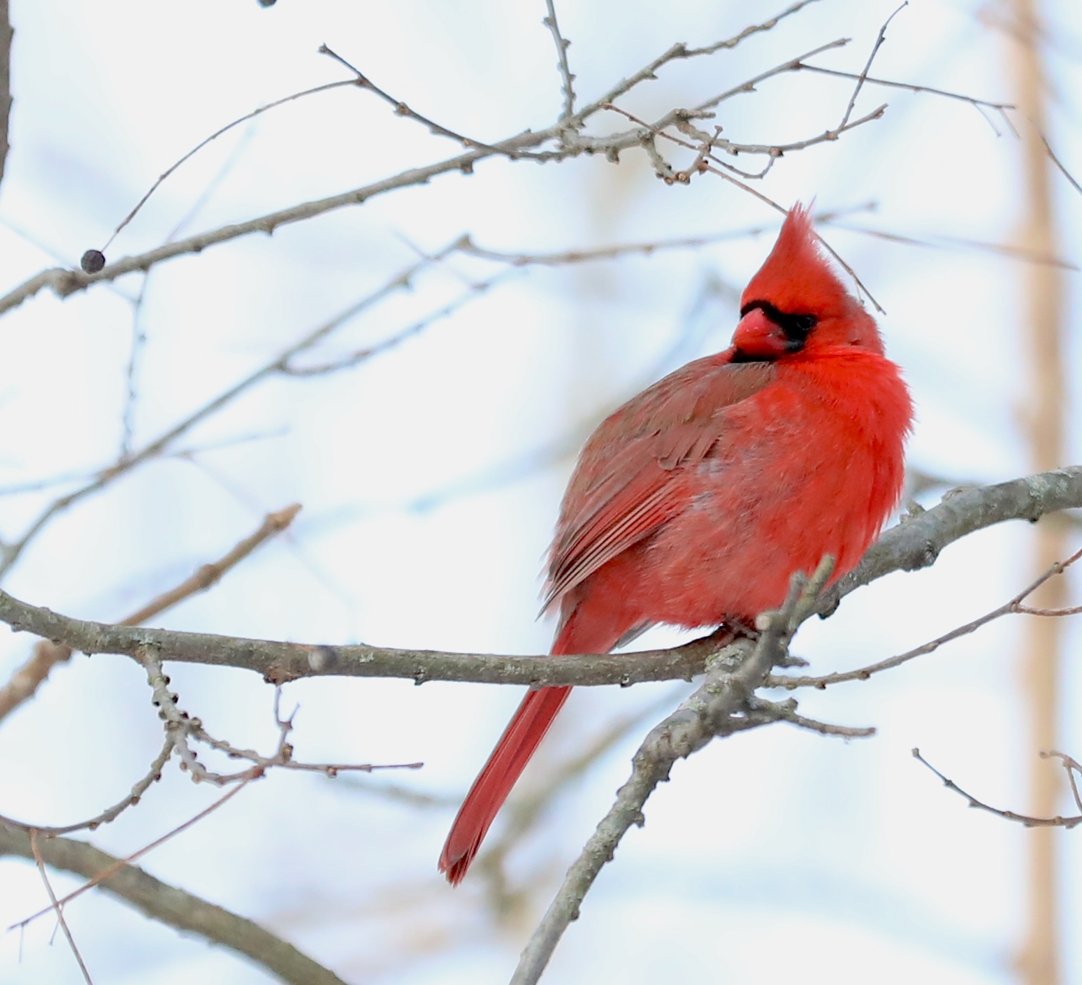 Many colorful visitors, such as this male Cardinal, appeared during a 30-minute visit to the Conference House parking lot. (Advance/SILive.com | Jan Somma-Hammel)