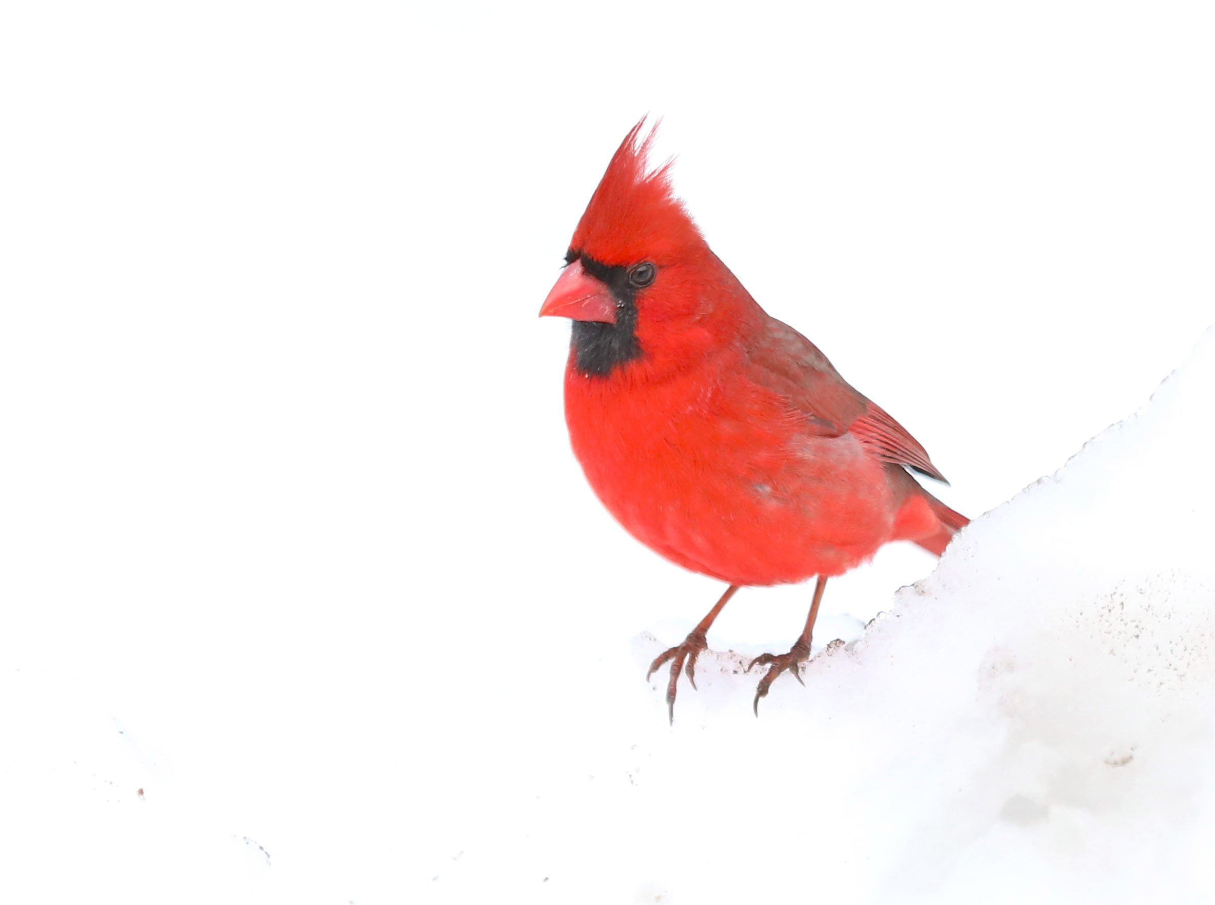 Many colorful visitors, such as this male Cardinal, appeared during a 30-minute visit to the Conference House parking lot. (Advance/SILive.com | Jan Somma-Hammel)