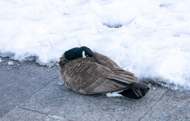 A Canada goose stays warm near the Hudson River in downtown Manhattan on Sunday as Arctic air blankets New York City. 