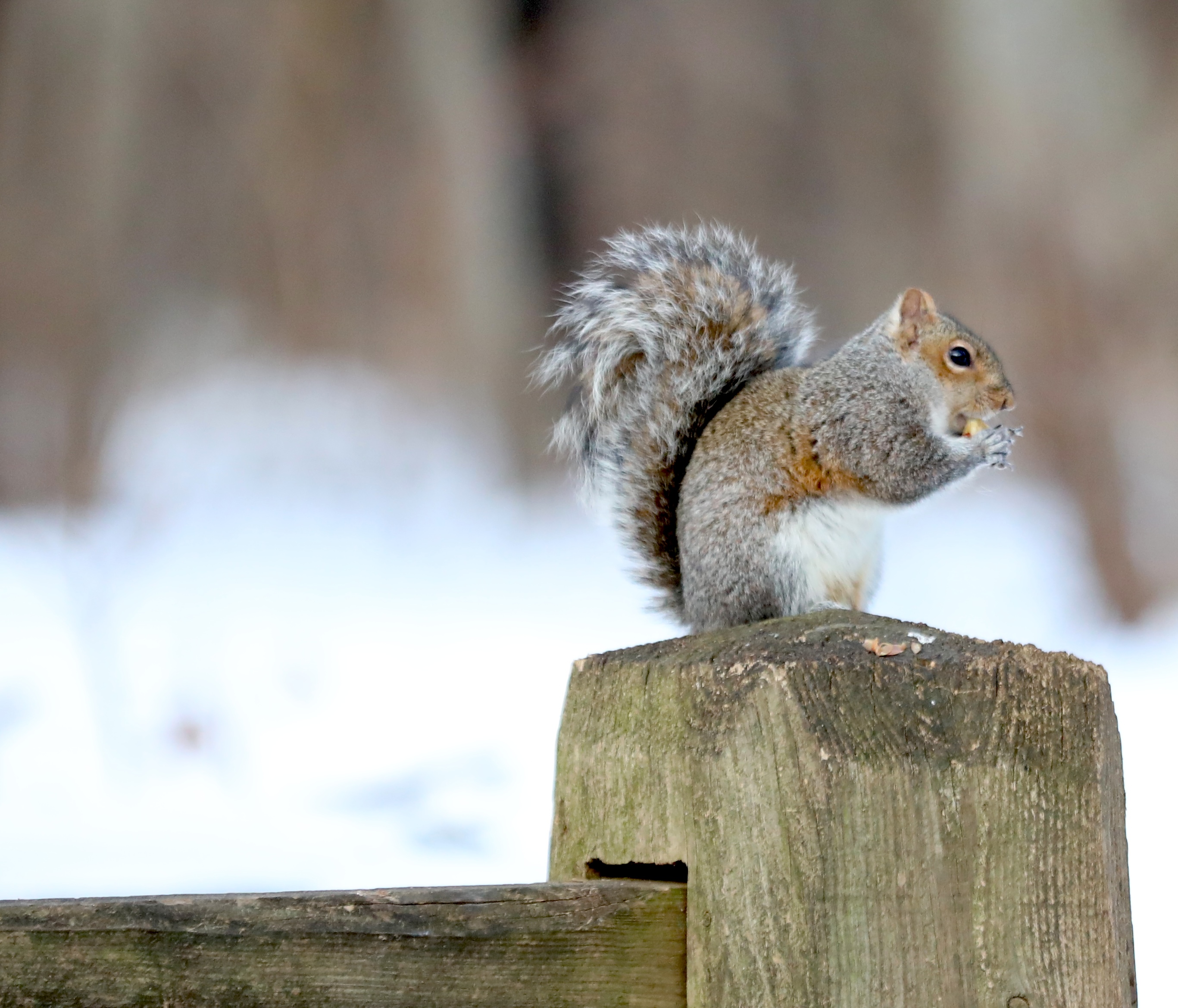 Many colorful visitors appeared during a 30-minute visit to the Conference House parking lot. (Advance/SILive.com | Jan Somma-Hammel)