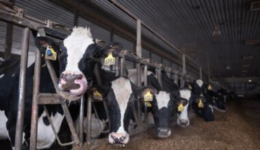 Dairy cattle at Beck Farms