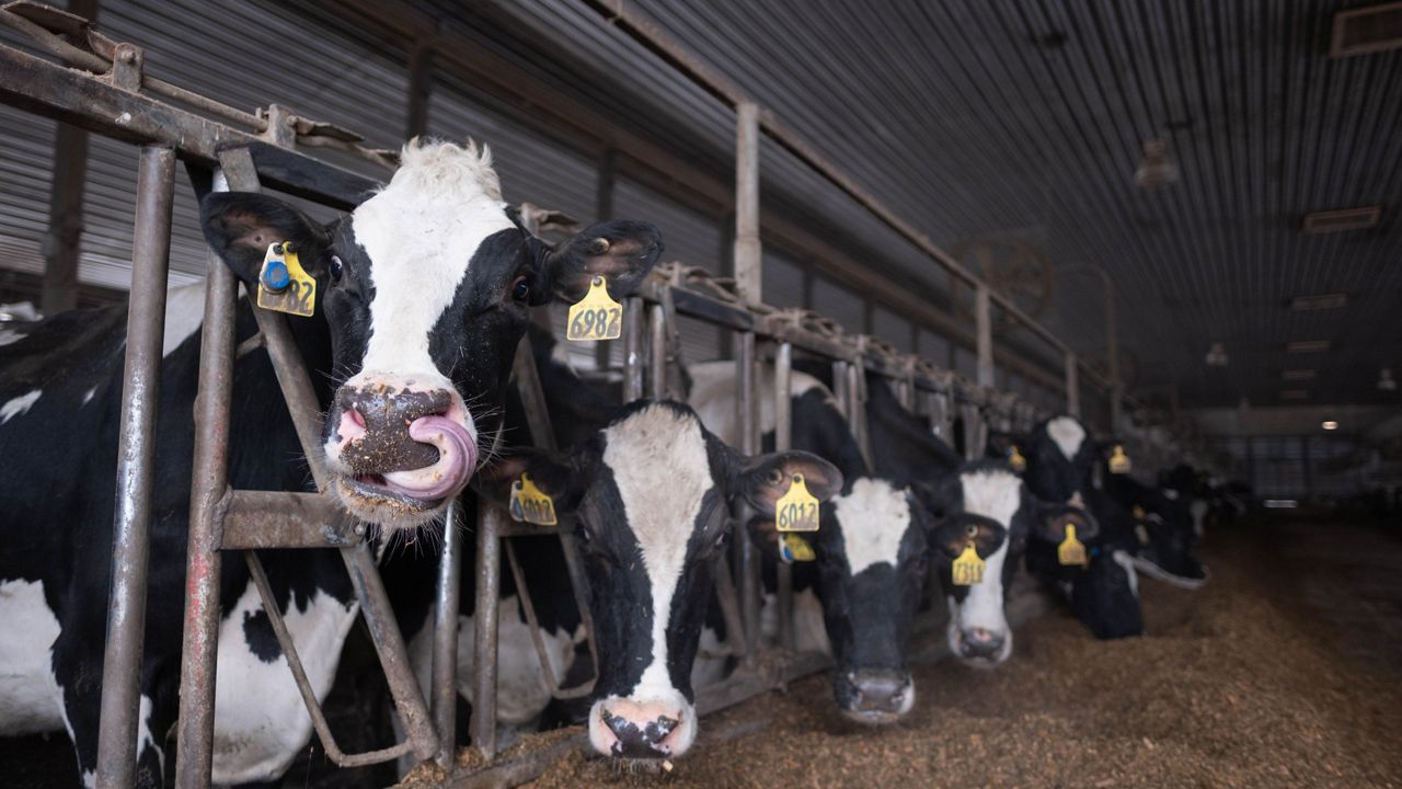 Dairy cattle at Beck Farms
