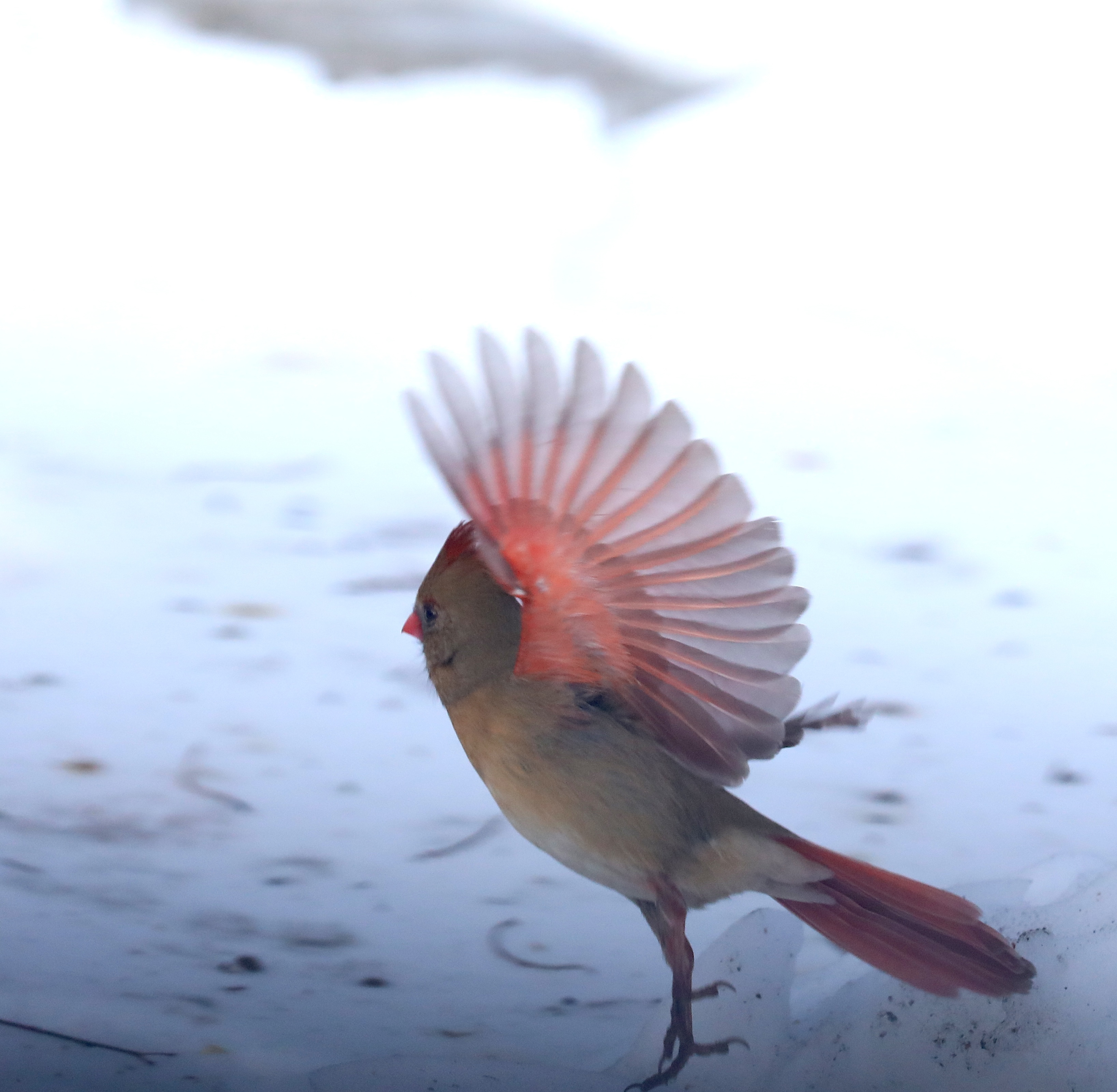 Many colorful visitors, such as this female Cardinal, appeared during a 30-minute visit to the Conference House parking lot. (Advance/SILive.com | Jan Somma-Hammel)