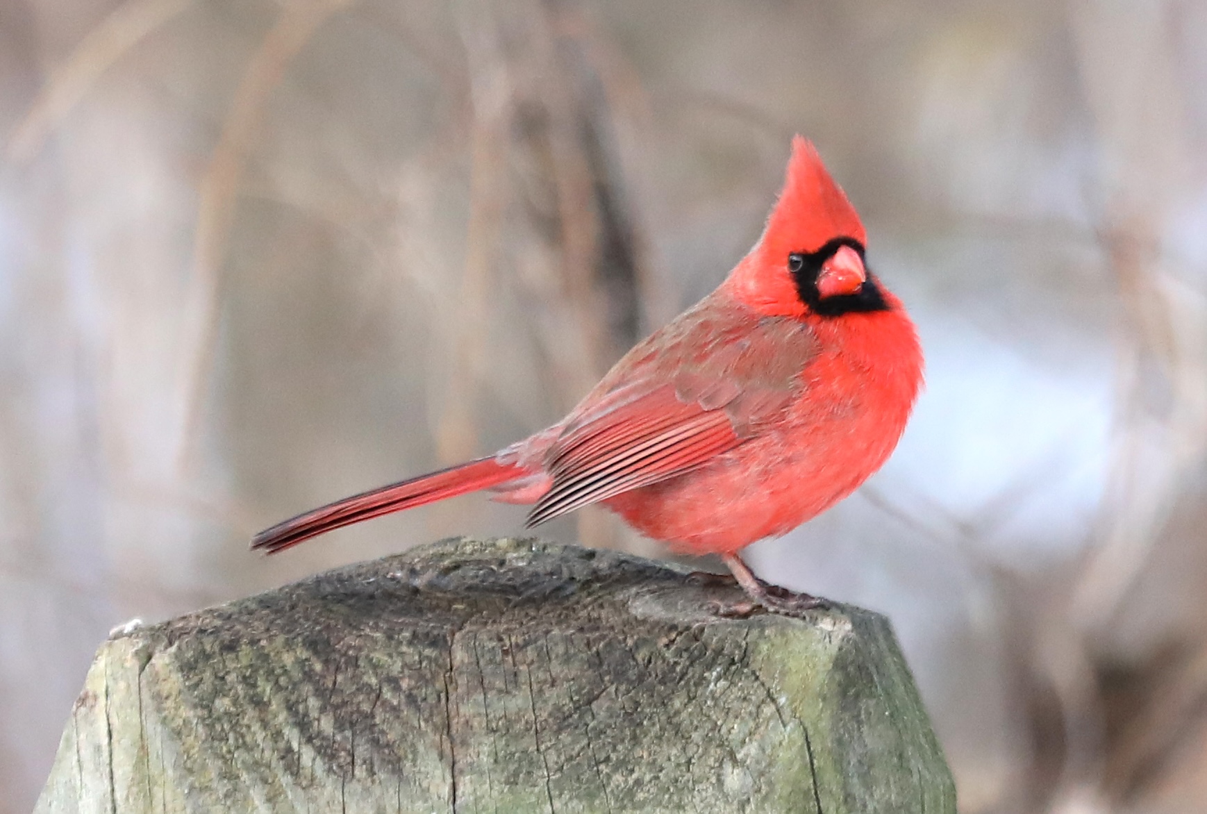 Many colorful visitors, such as this male cardinal, appeared during a 30-minute visit to the Conference House parking lot. (Advance/SILive.com | Jan Somma-Hammel)