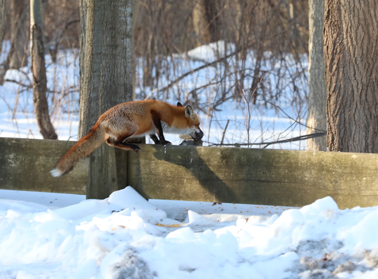 A fox catches breakfast