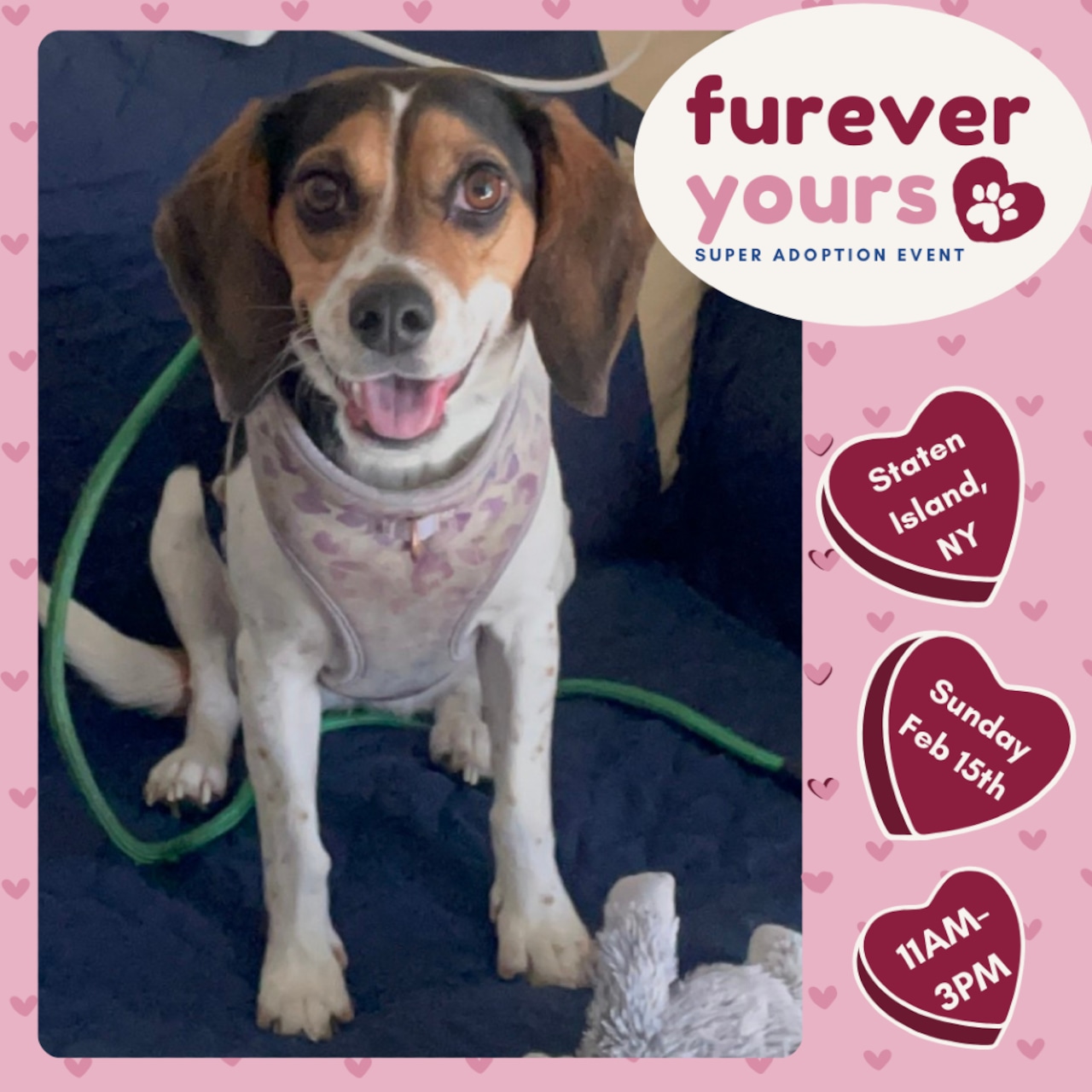 These adoptable pets could use your help…It’s National Pet Dental Health Month!  Feb. 14-15