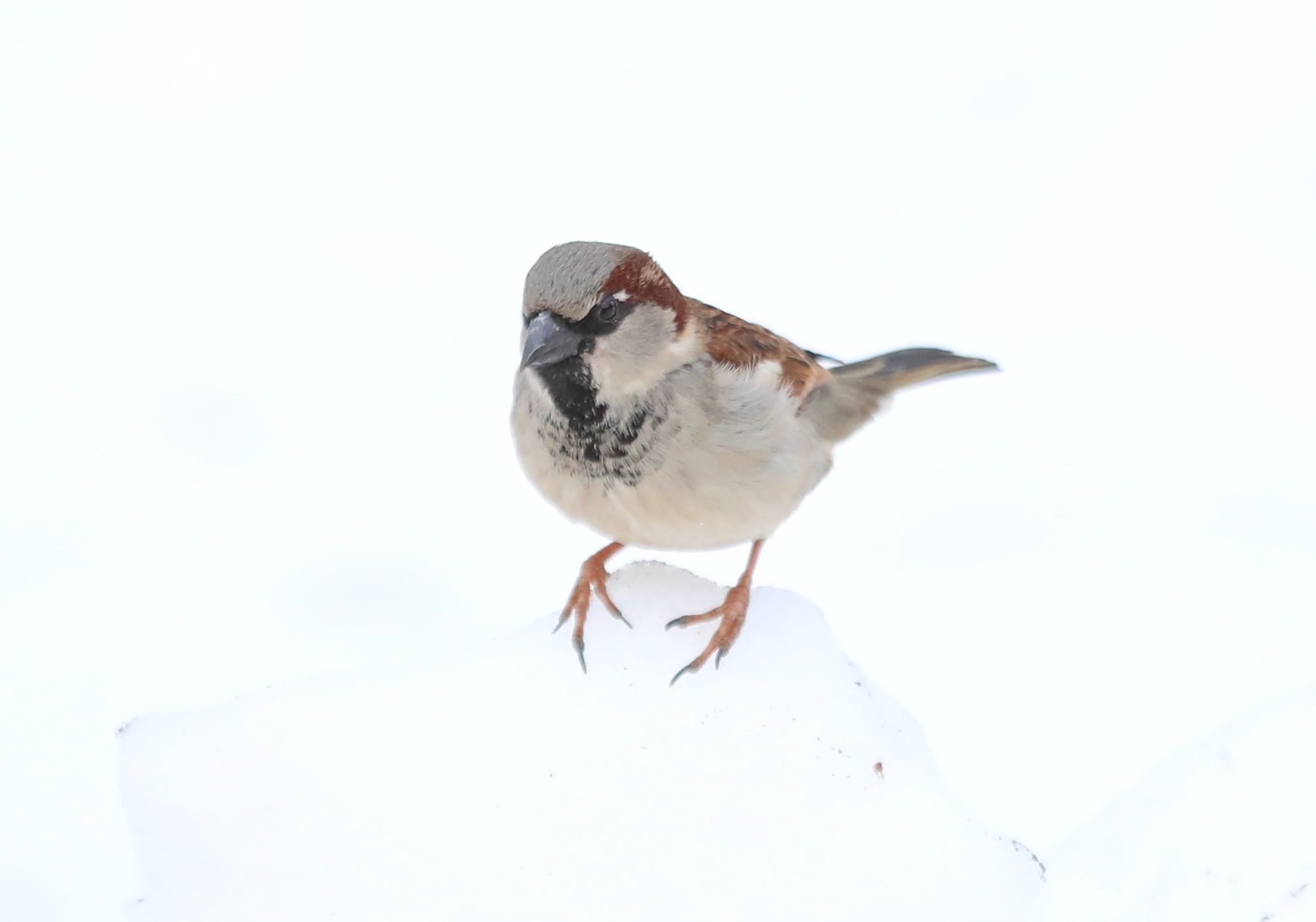 Many colorful visitors, such as this male House Sparrow, appeared during a 30-minute visit to the Conference House parking lot. (Advance/SILive.com | Jan Somma-Hammel)