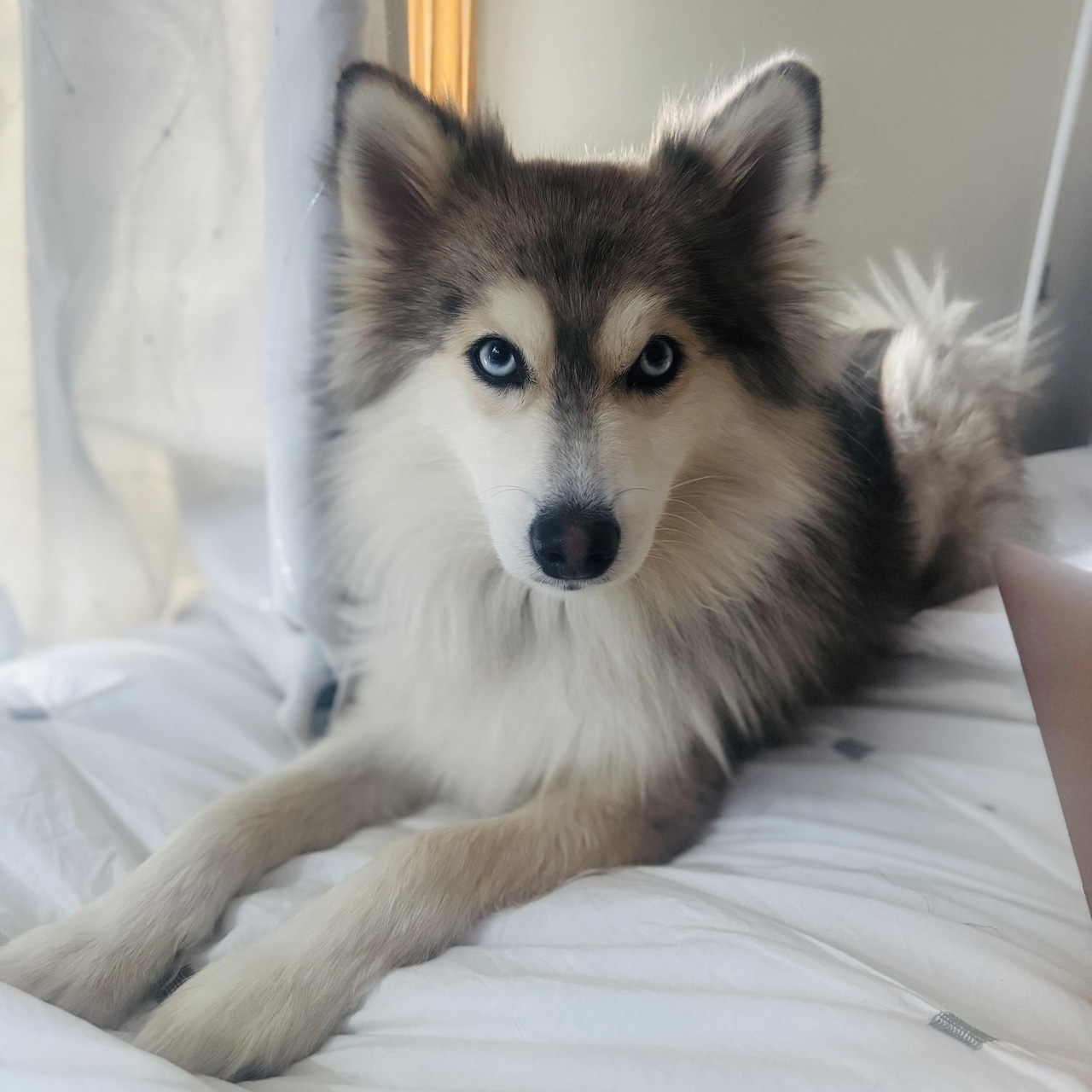 Looking for love…here you go.  Adoptable pets here to change your life: Feb 7 - Feb 8