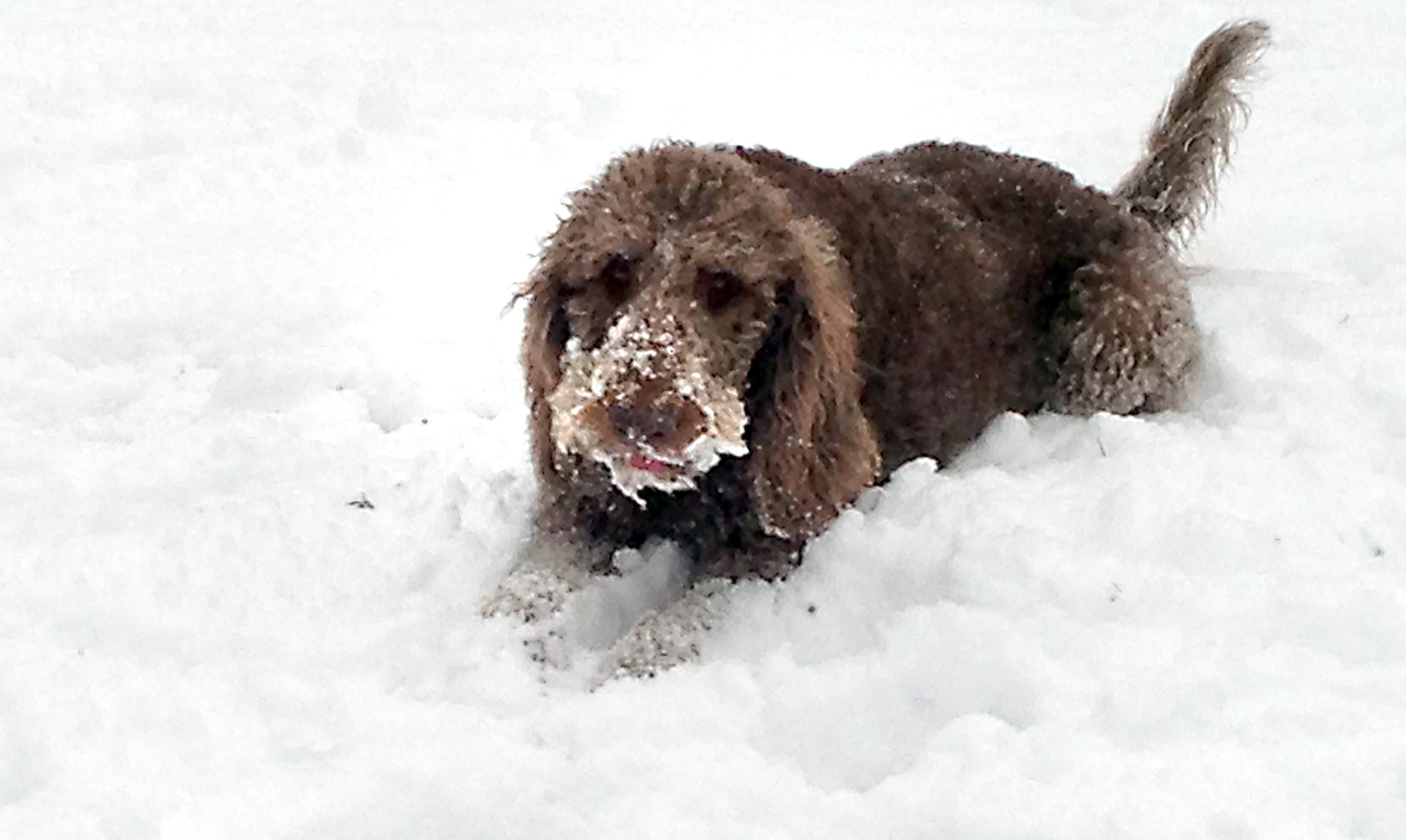 Snow 2016 Staten Island