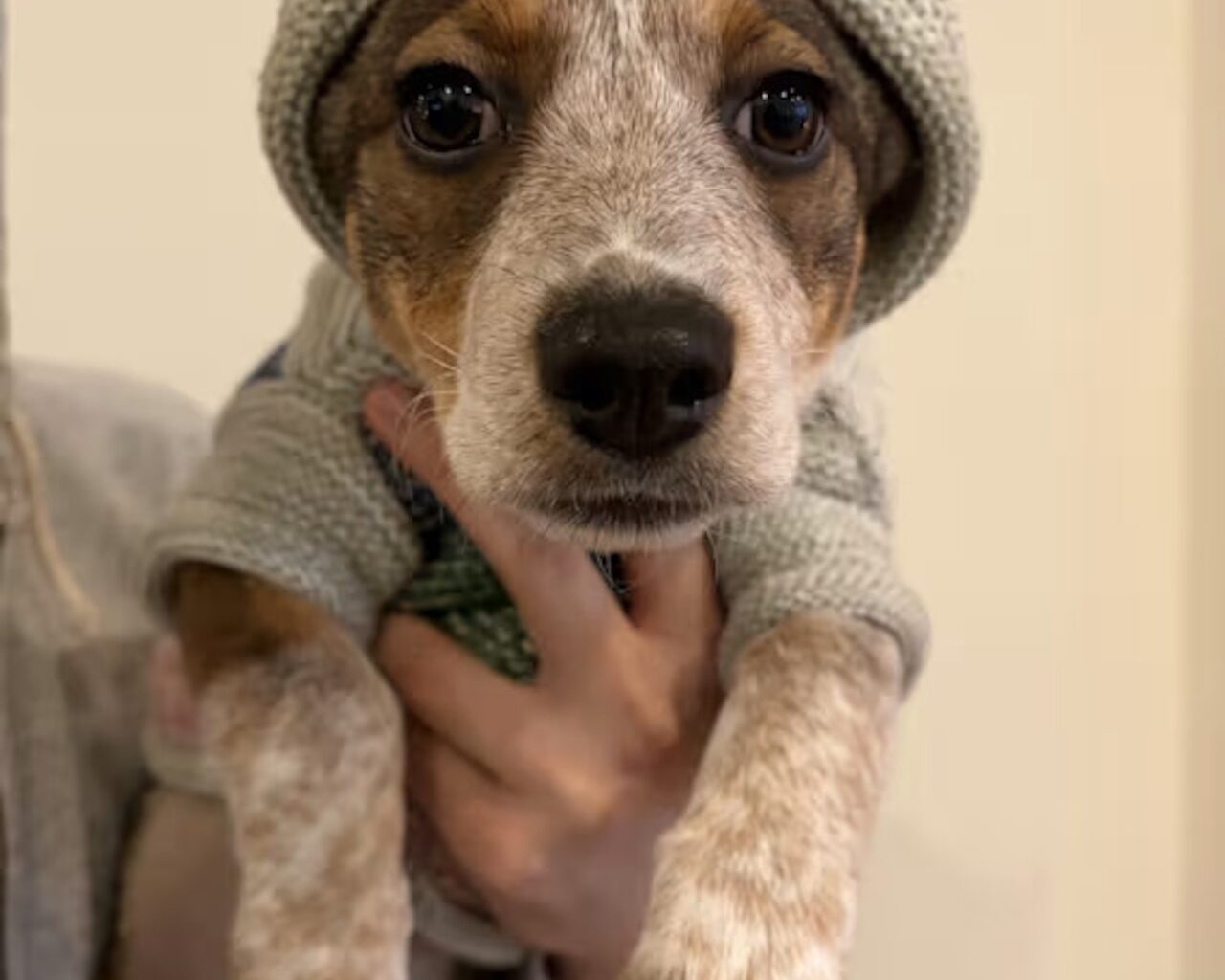 Looking for love…here you go.  Adoptable pets here to change your life: Feb 7 - Feb 8