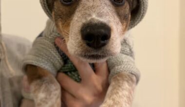 Looking for love…here you go.  Adoptable pets here to change your life: Feb 7 - Feb 8