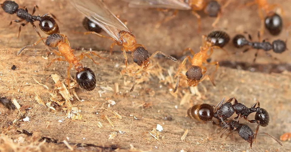 Nest of T. kinomurai containing young, winged gynomorphic and wingless intermorphic queens of T. kinomurai (light brown) and dark brown T. makora host workers (Current Biology (2026))