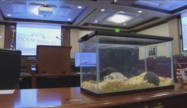 ‘We are turning into New York City’: Idaho lawmakers advance bill declaring rats a public health emergency