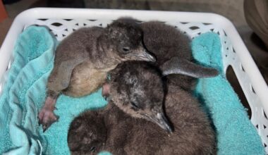 3 little blue penguins born at New Jersey aquarium