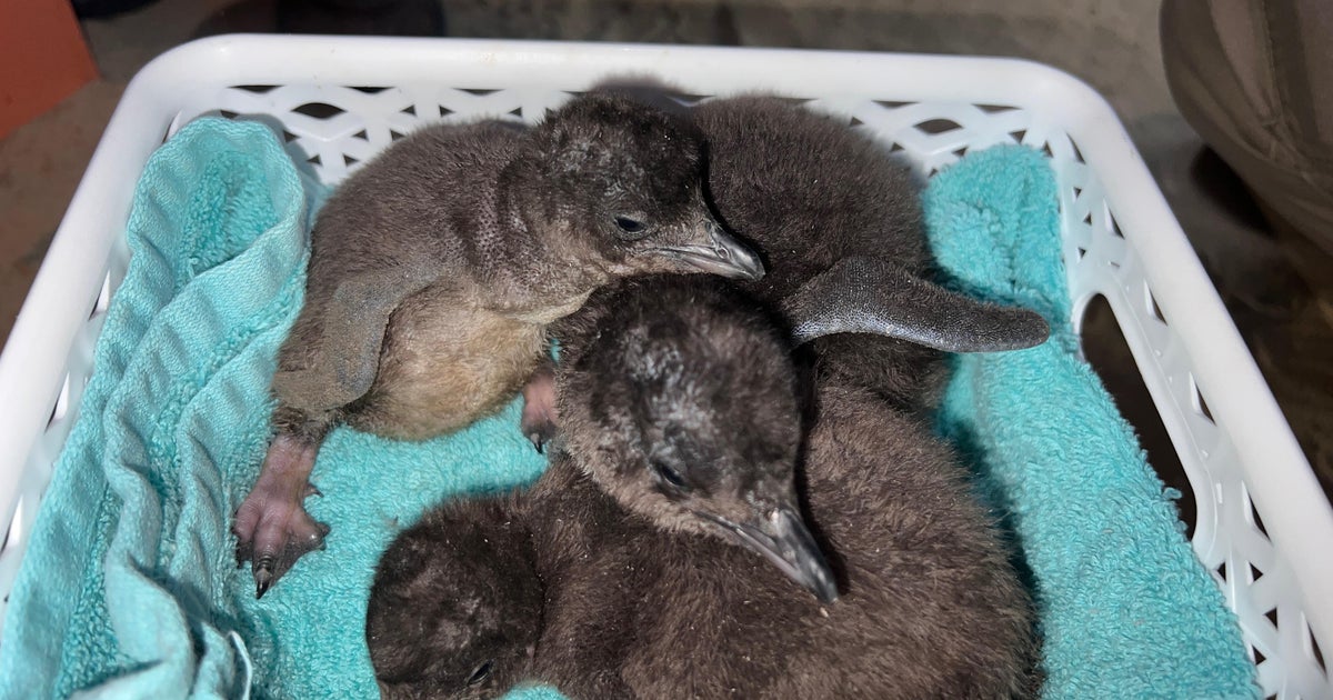 3 little blue penguins born at New Jersey aquarium