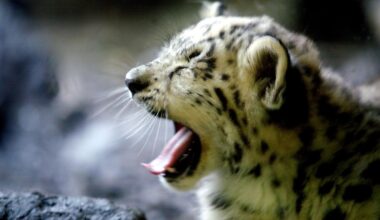 Why The Bronx Zoo Is A Must-Visit For Animal Lovers