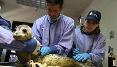 Seal Season Has Begun in New York State