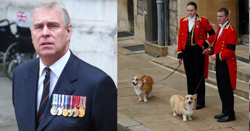 Andrew Windsor has been accused of kidnapping the Queen's beloved corgis as his last connection to royalty.MEGA