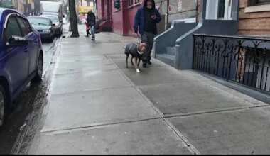 News 12 | Brooklyn | Residents say they are fed up with dog owners refusing to scoop up poop on sidewalks