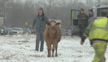 Cows on the loose disrupt NYS Thruway traffic