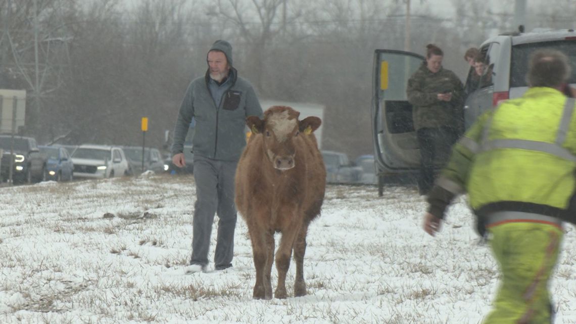 Cows on the loose disrupt NYS Thruway traffic