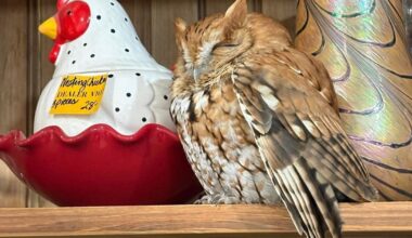 Sleepy owl found resting among items on a New York antique store shelf :: WRAL.com