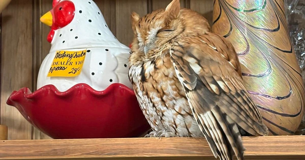 Sleepy owl found resting among items on a New York antique store shelf :: WRAL.com