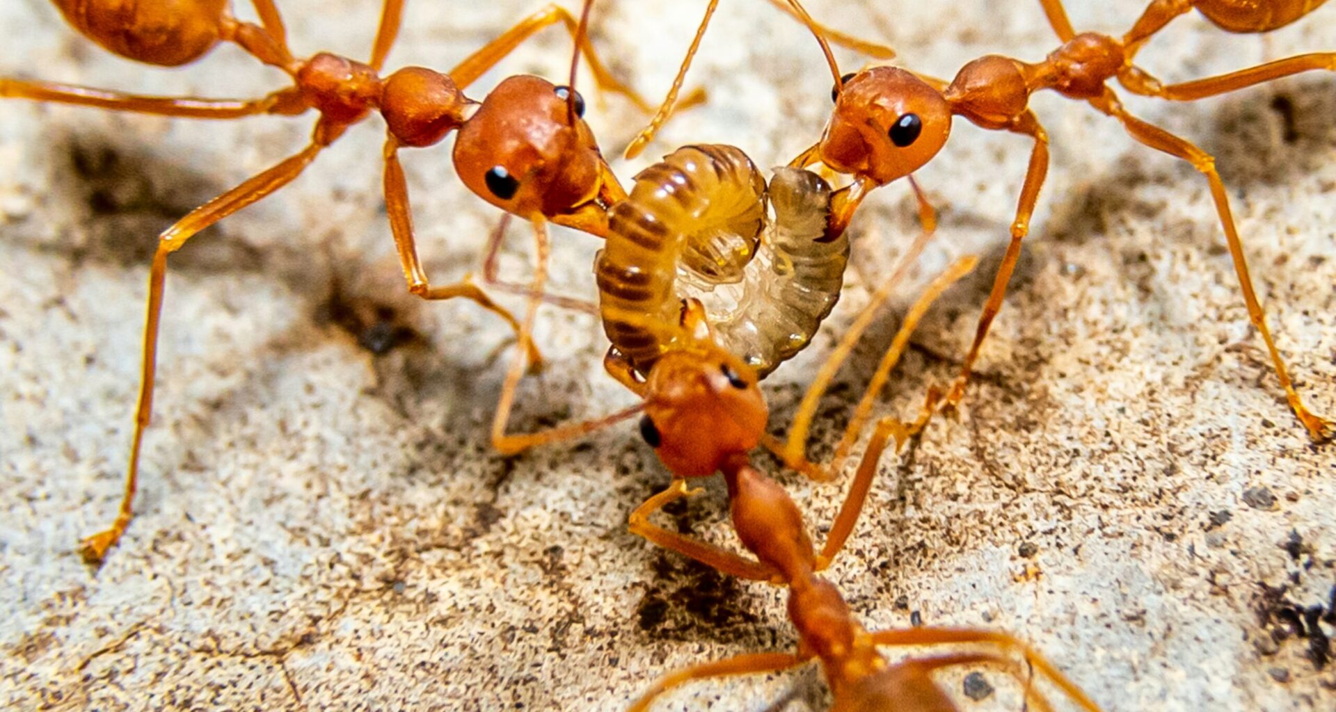 The European ant that clones another species – Sciworthy