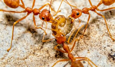 The European ant that clones another species – Sciworthy
