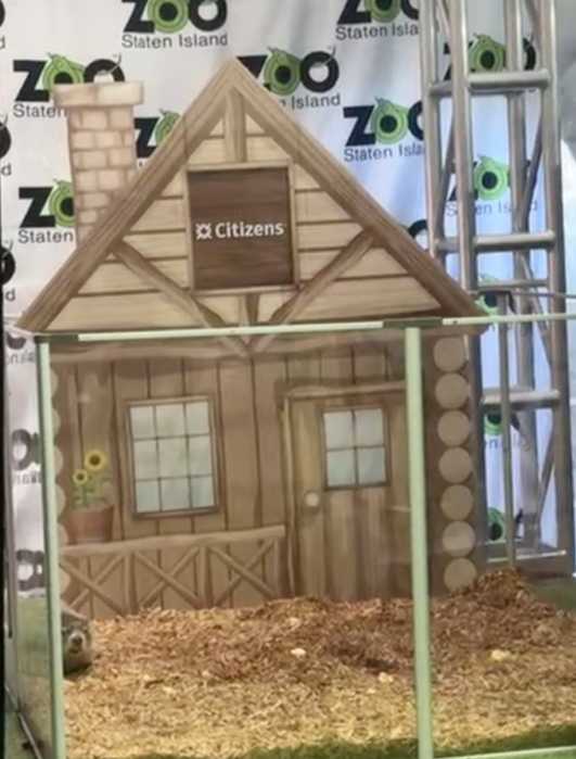 a groundhog in an exhibit