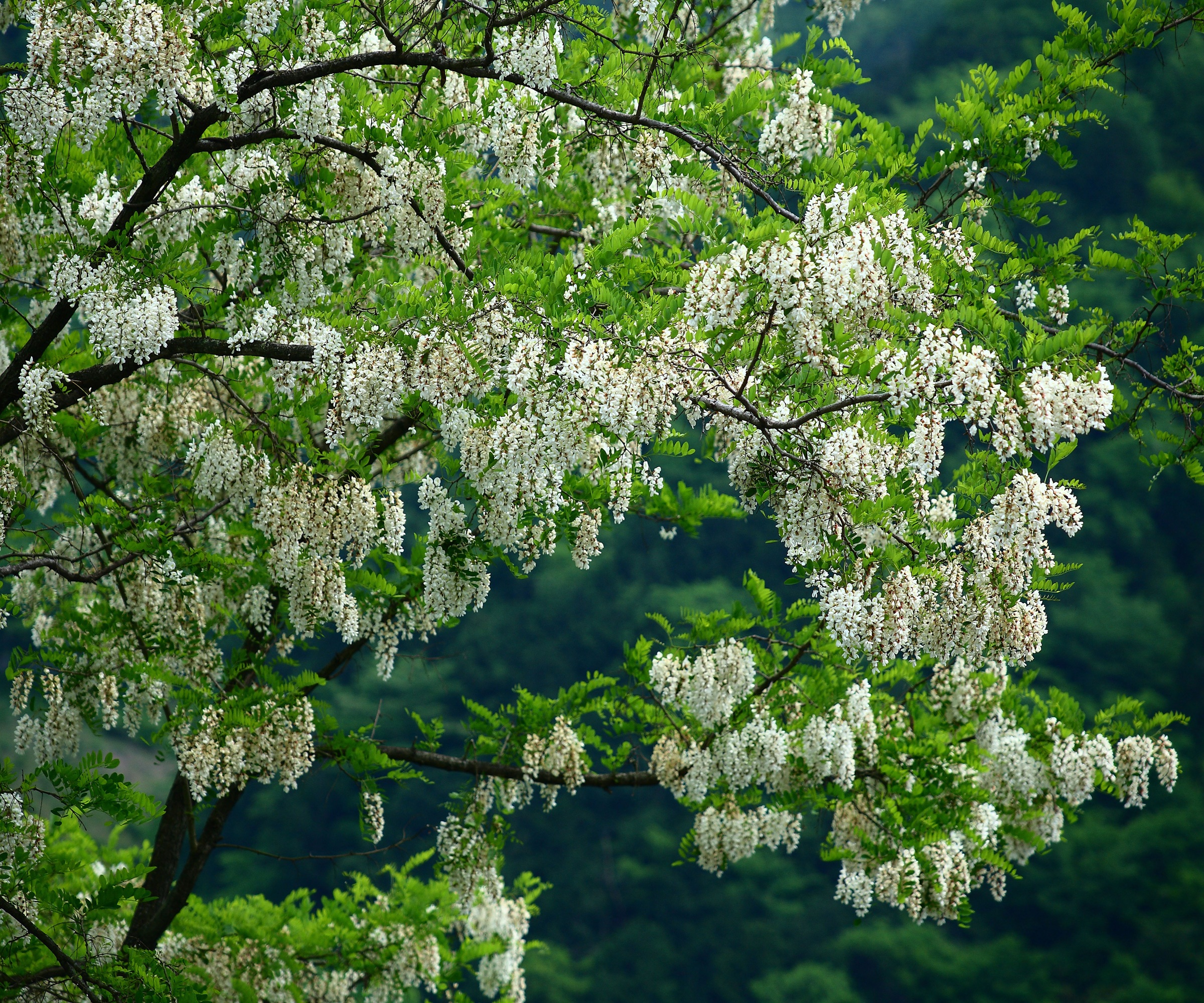 Black Locust Tree Blossom