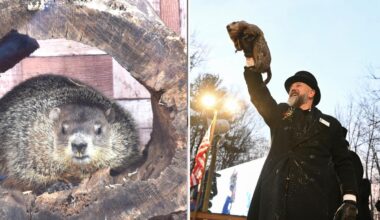 Here's when and where Punxsutawney Phil and Staten Island Chuck will make their predictions