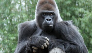 Bronx Zoo's 'amazing' blind gorilla, Ntondo, dies of 'acute cardiac event'