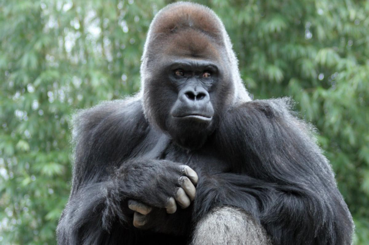 Bronx Zoo's 'amazing' blind gorilla, Ntondo, dies of 'acute cardiac event'