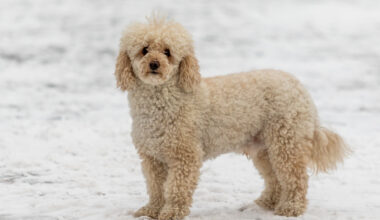 Yahoo lifestyle home