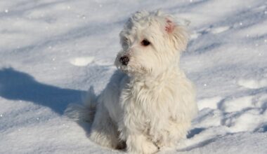 Meet the Upper West Side's 'Poop Fairy': One Woman's Crusade Against Post-Snowstorm Dog Waste