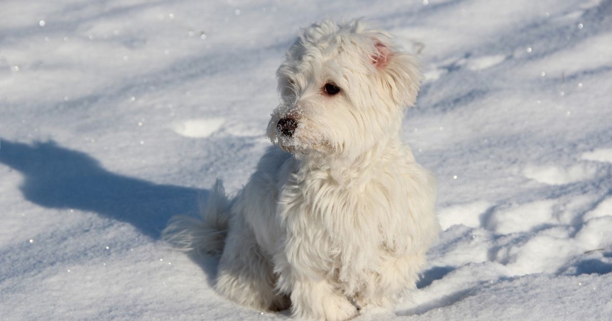 Meet the Upper West Side's 'Poop Fairy': One Woman's Crusade Against Post-Snowstorm Dog Waste