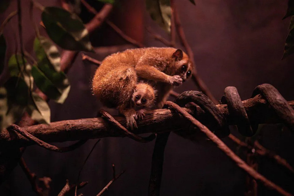 <p>Baby pygmy slow lorises cling to their mother’s stomach for the first few months of life.</p><p class="copyright">©Bronx Zoo – <a href="https://www.dropbox.com/scl/fo/3jpwwgnbg9gxagc1ncumm/AN-5mtyHBh57MuQcOGs5q5k?rlkey=esm32zu5cewwag273r597pgaq&e=1&st=5jjzx3sz&dl=0" rel="nofollow noopener" target="_blank" data-ylk="slk:Original;elm:context_link;itc:0;sec:content-canvas" class="link ">Original</a> / <a href="https://www.dropbox.com/scl/fo/3jpwwgnbg9gxagc1ncumm/AN-5mtyHBh57MuQcOGs5q5k?rlkey=esm32zu5cewwag273r597pgaq&e=1&st=5jjzx3sz&dl=0" rel="nofollow noopener" target="_blank" data-ylk="slk:License;elm:context_link;itc:0;sec:content-canvas" class="link ">License</a></p>
